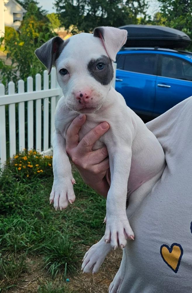 BANKSY, a Adoptable mixed breed in Thompson, PA image 3/6