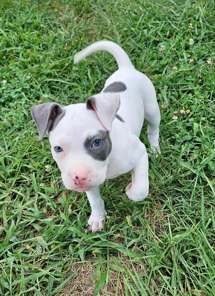 BANKSY, a Adoptable mixed breed in Thompson, PA image 5/6