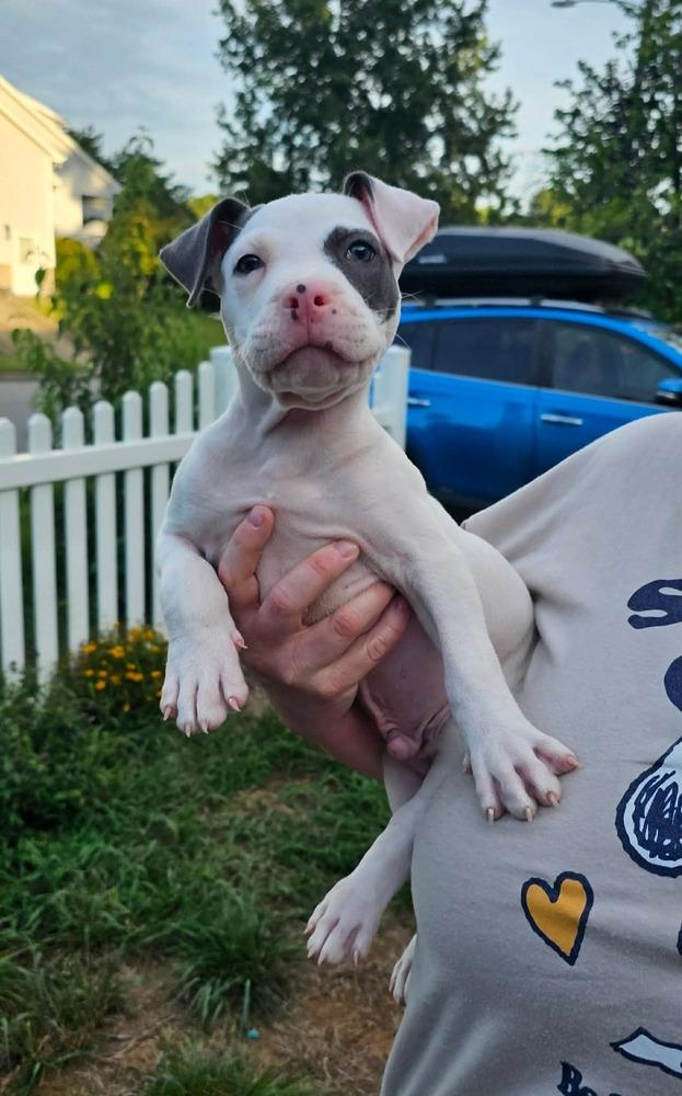 BANKSY, a Adoptable mixed breed in Thompson, PA image 6/6