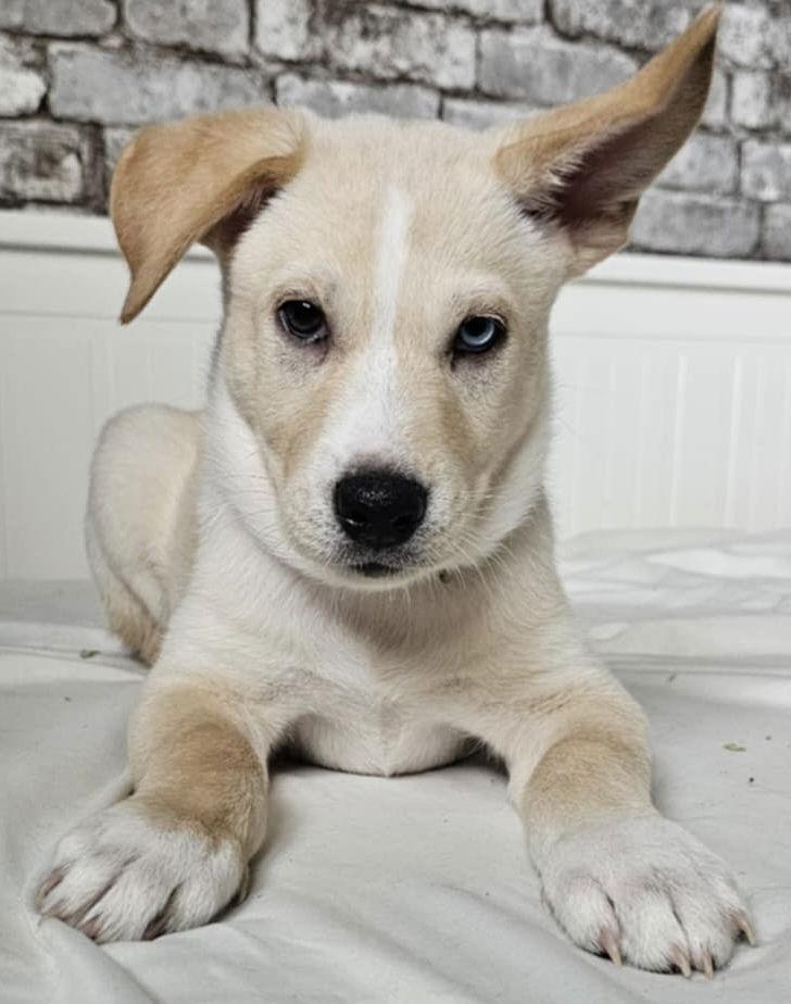 AUDEMARS, Adopted, Puppy Male Husky & Yellow Labrador Retriever.