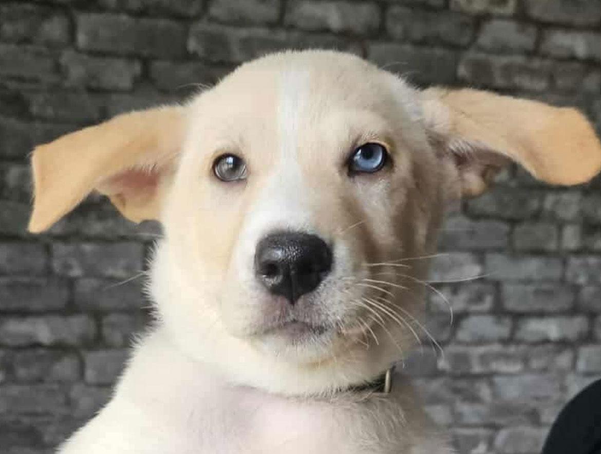 Enlarge AUDEMARS, a Adopted mixed breed in Minesing, ON image 2/3