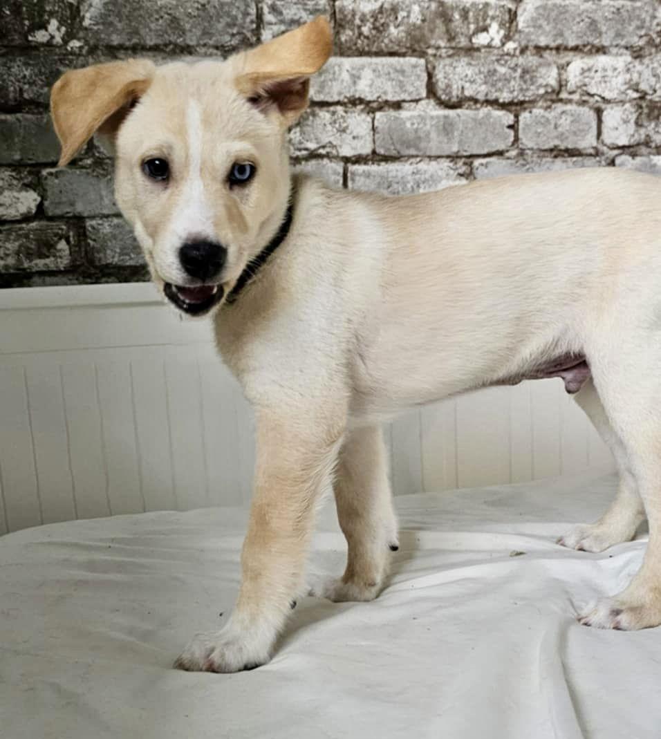 Enlarge AUDEMARS, a Adopted mixed breed in Minesing, ON image 3/3