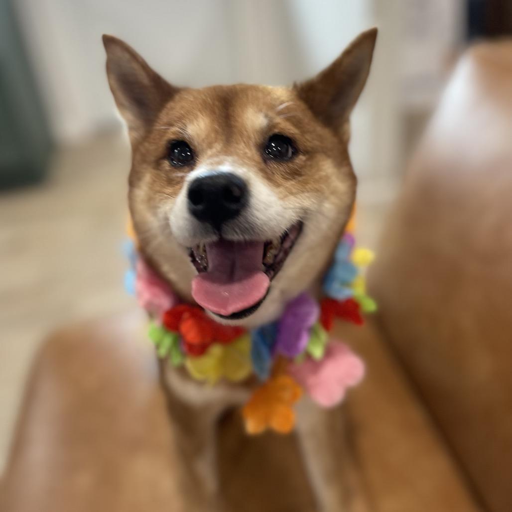 ROXANNE (505), Adoptable, Adult Female Shiba Inu.