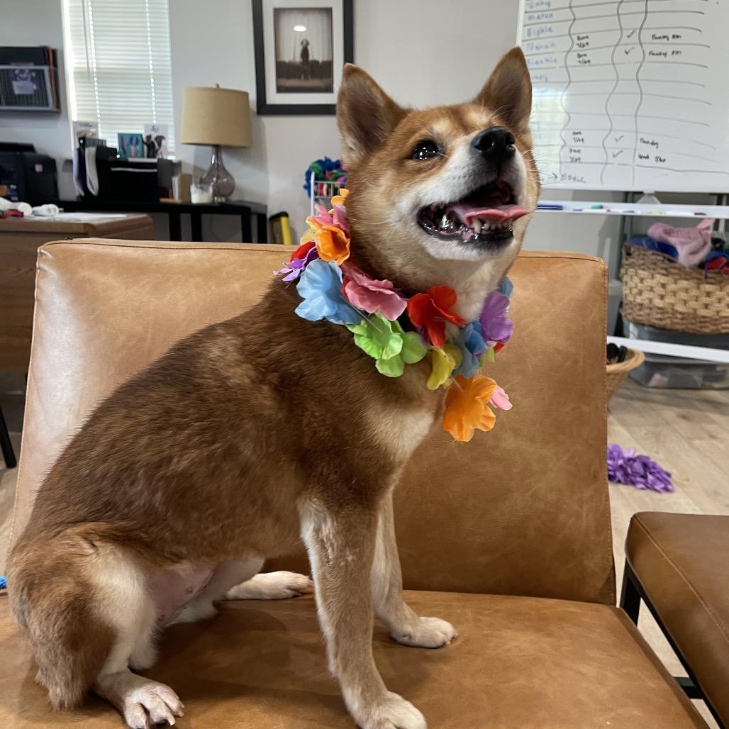 ROXANNE (505), a Adoptable Shiba Inu in Indiantown, FL image 3/6