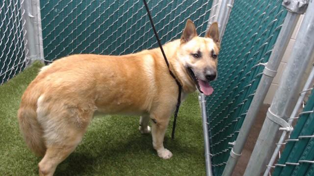 COCO, Adoptable, Adult Male German Shepherd Dog & Mixed Breed.