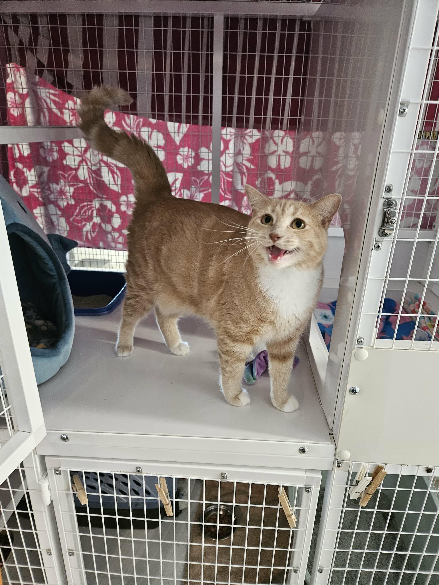 Sneezy , an adopted Domestic Short Hair in Melbourne, FL image 1/2