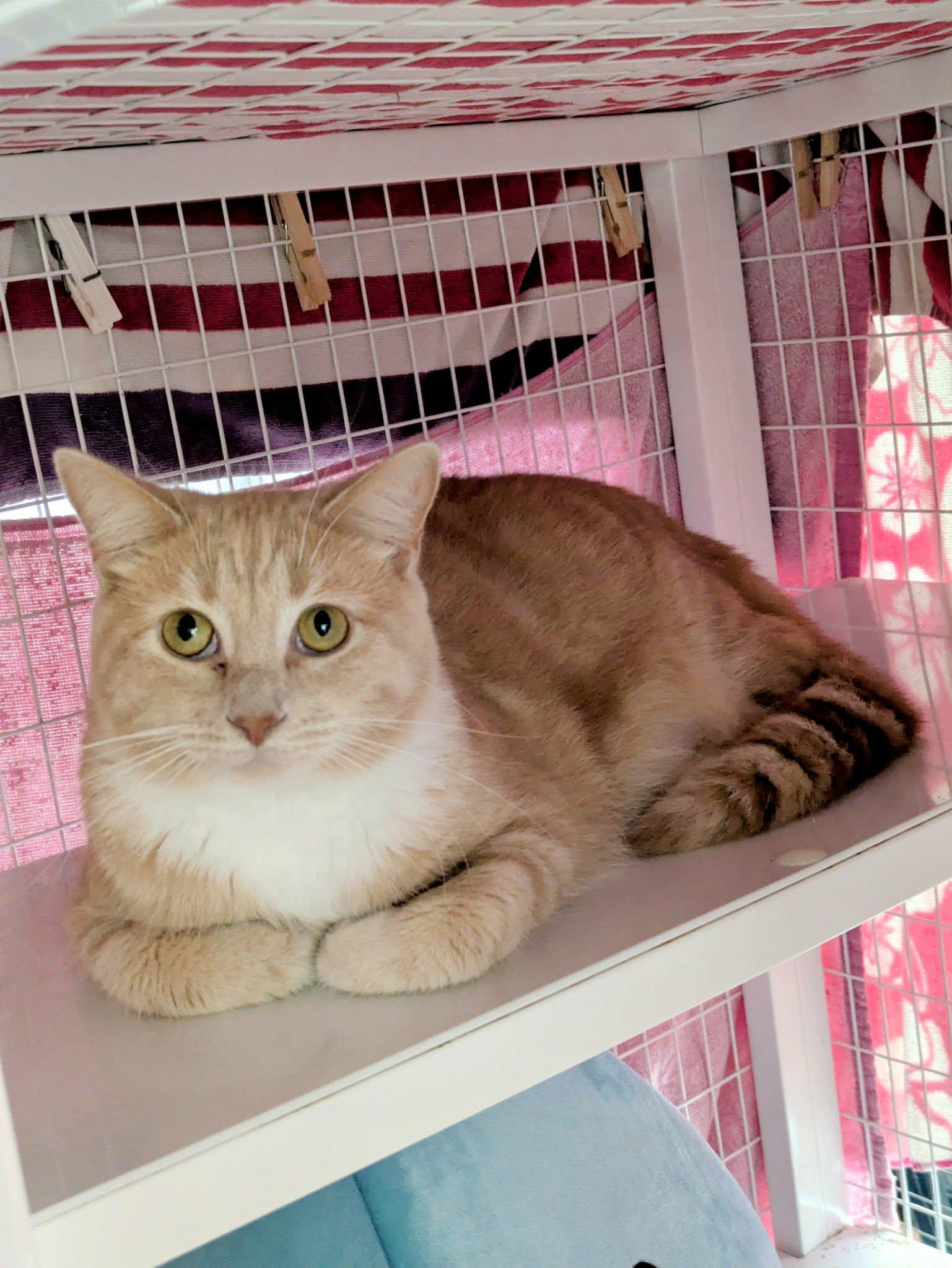 Sneezy , an adopted Domestic Short Hair in Melbourne, FL image 2/2