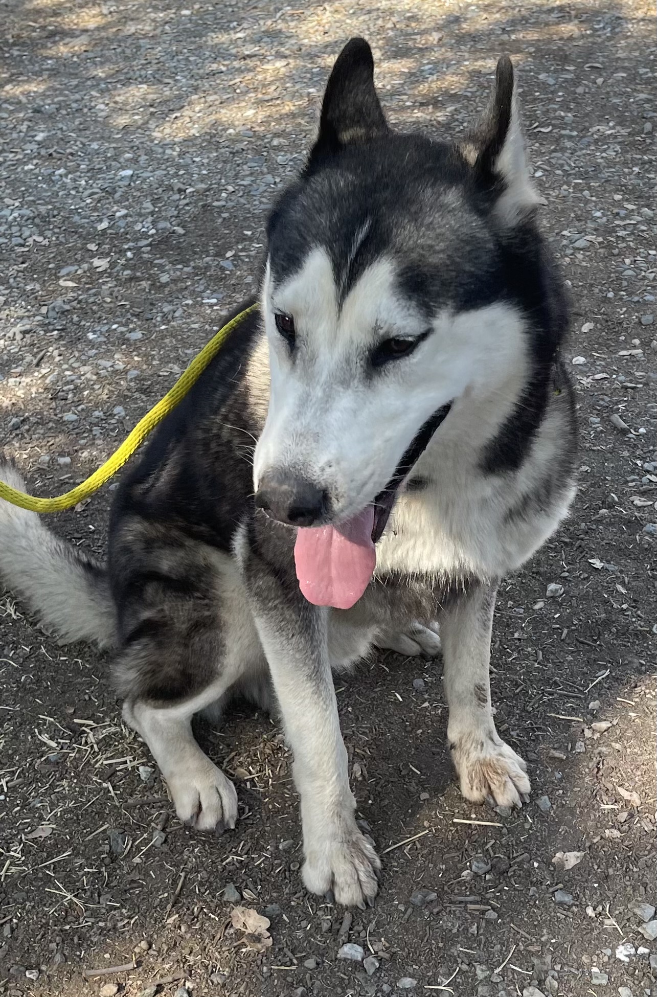Zeus 0324, an adoptable Husky in Sonora, CA, 95370 | Photo Image 1
