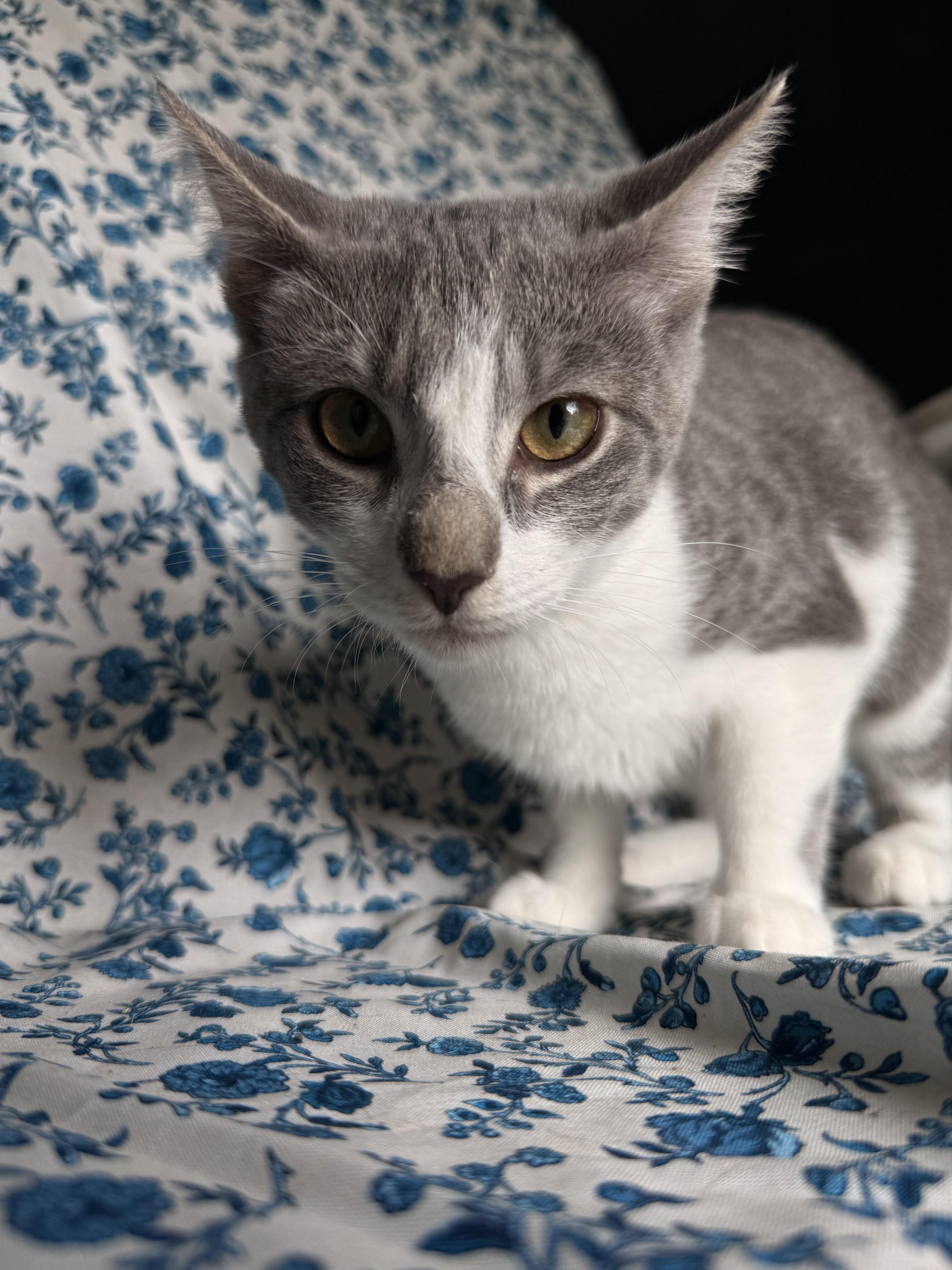 Ester, an adoptable Domestic Short Hair in Dover, DE image 2/3