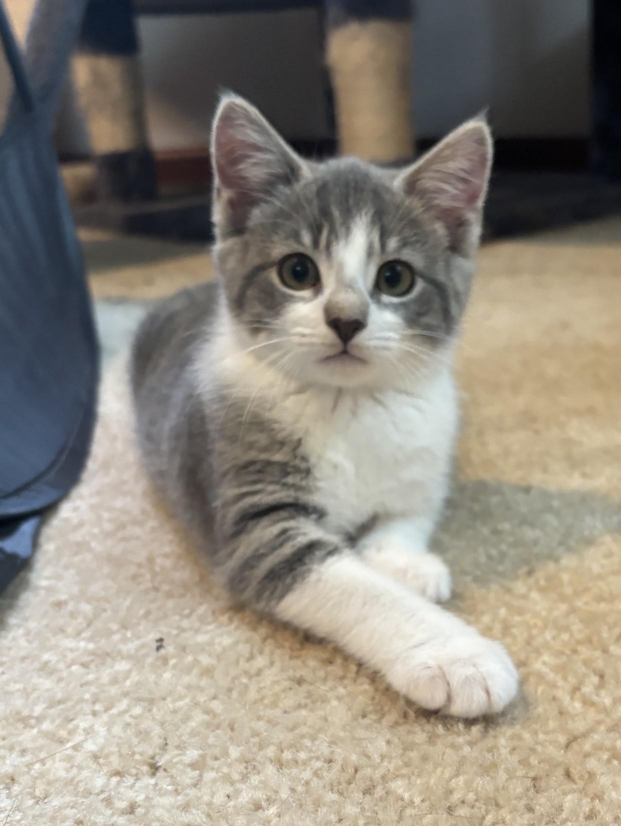 Ester, ADOPTABLE, Kitten Female Domestic Short Hair.