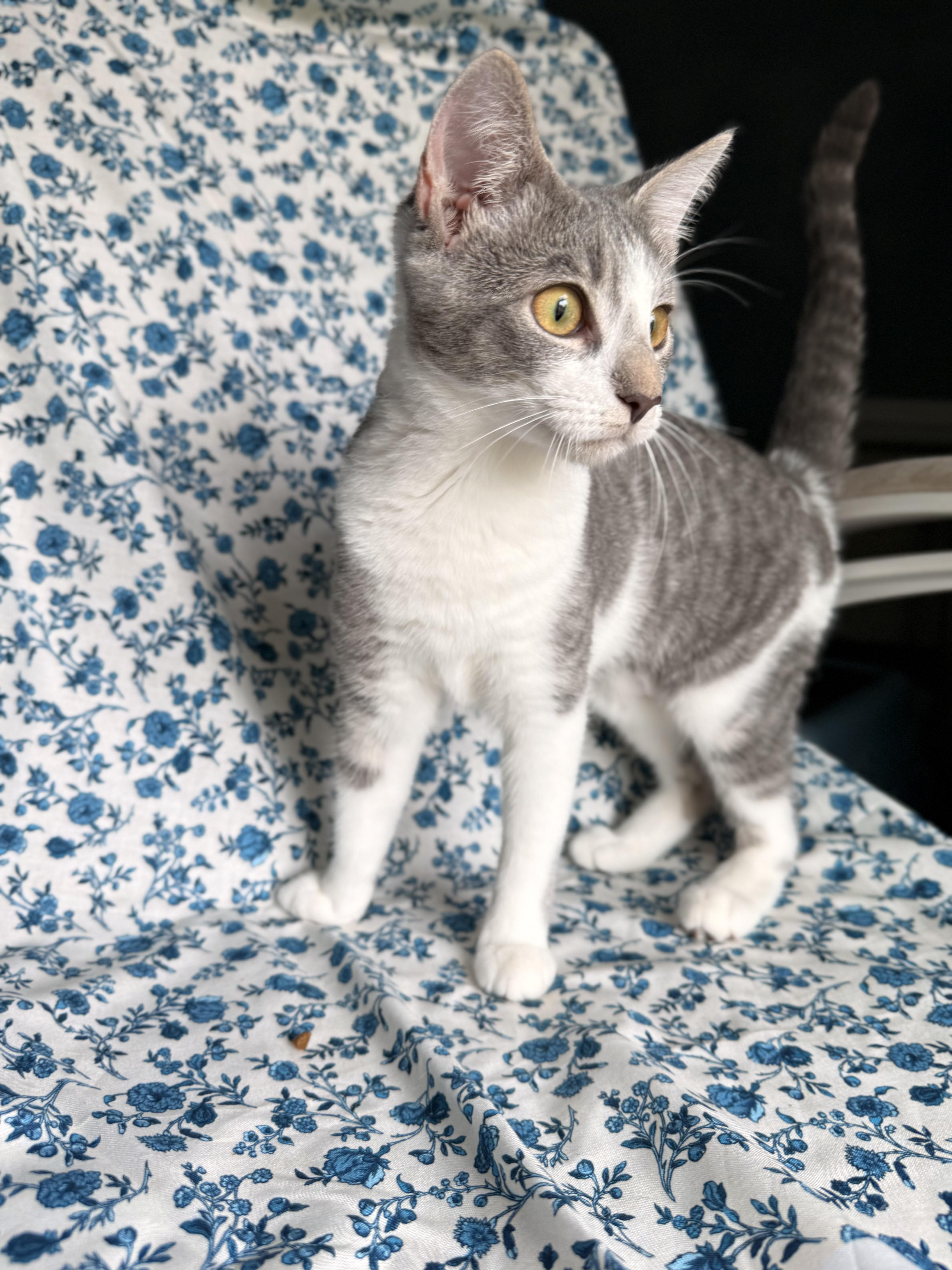 Ester, an adoptable Domestic Short Hair in Dover, DE image 1/3