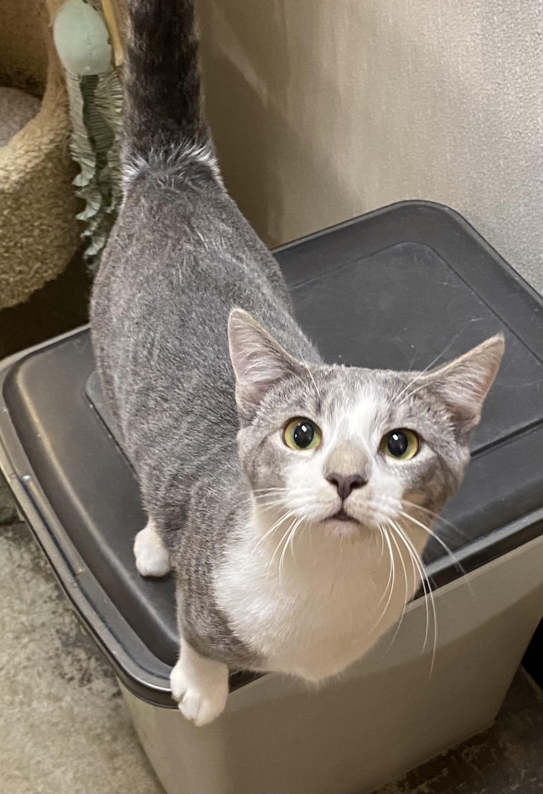 Ester, adoptable, Kitten Female Domestic Short Hair.