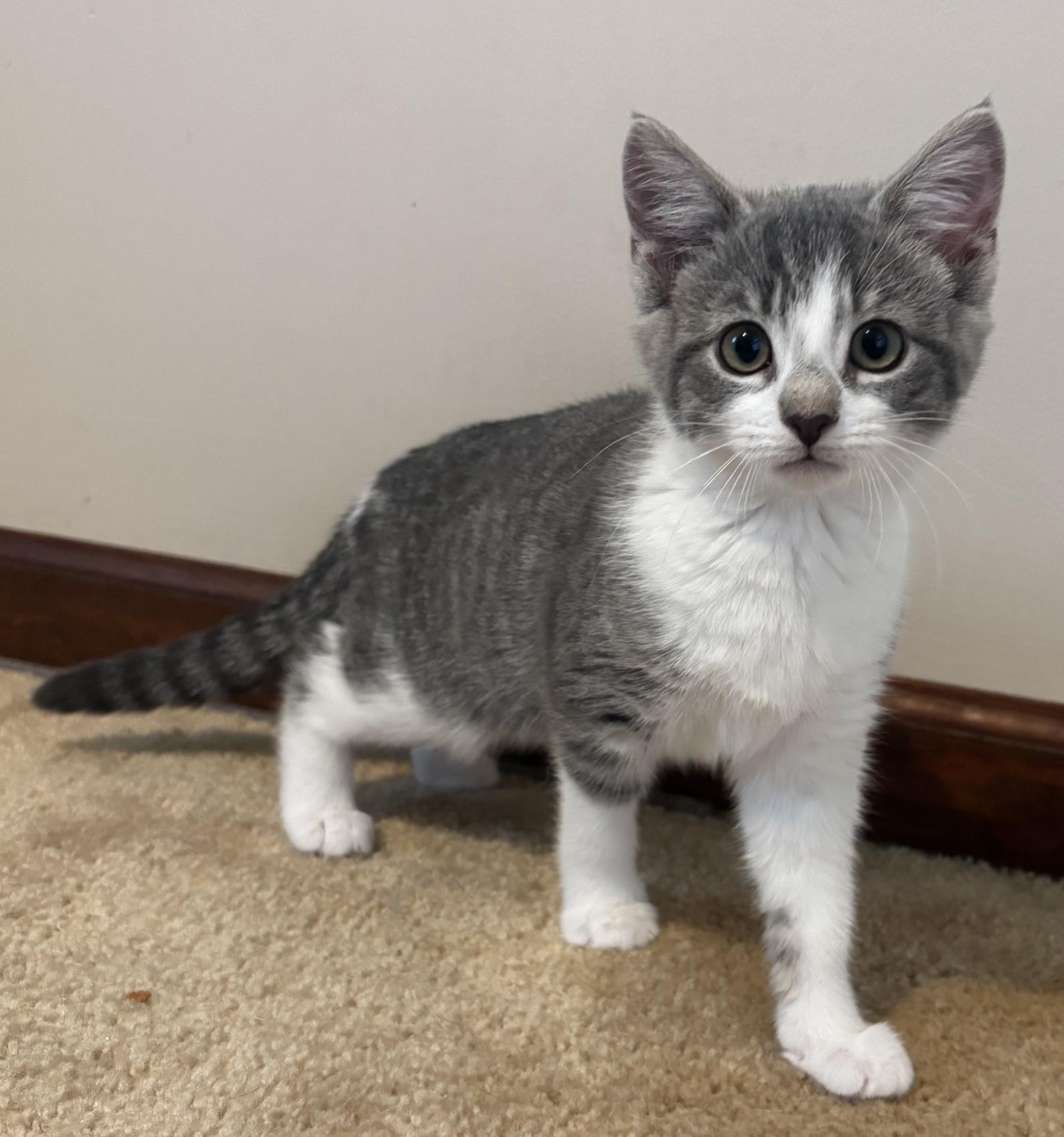 Ester, a ADOPTABLE Domestic Short Hair in Dover, DE image 3/3