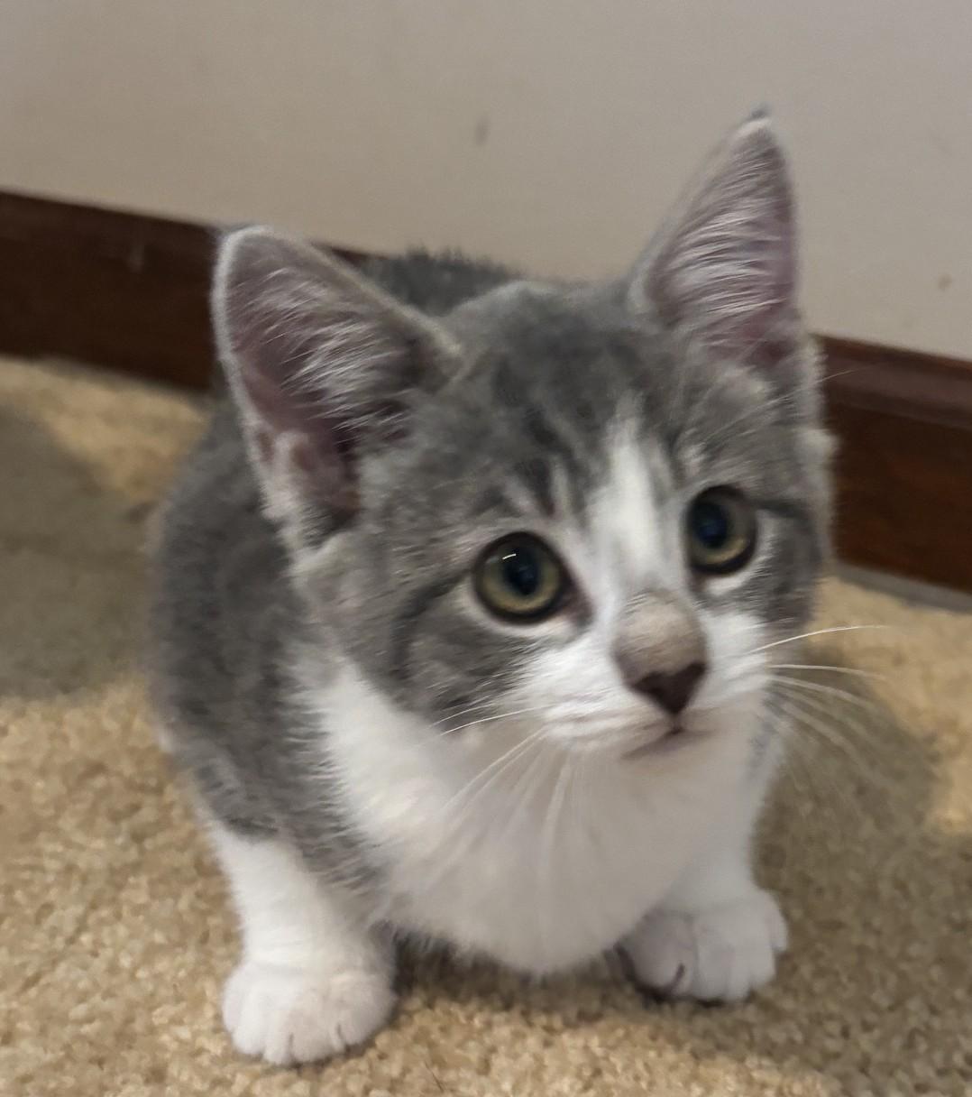Ester, a ADOPTABLE Domestic Short Hair in Dover, DE image 2/3