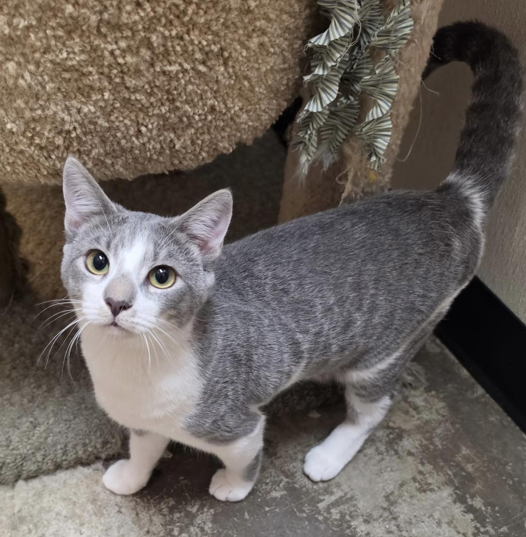 Enlarge Ester, an adoptable Domestic Short Hair in Dover, DE image 2/3