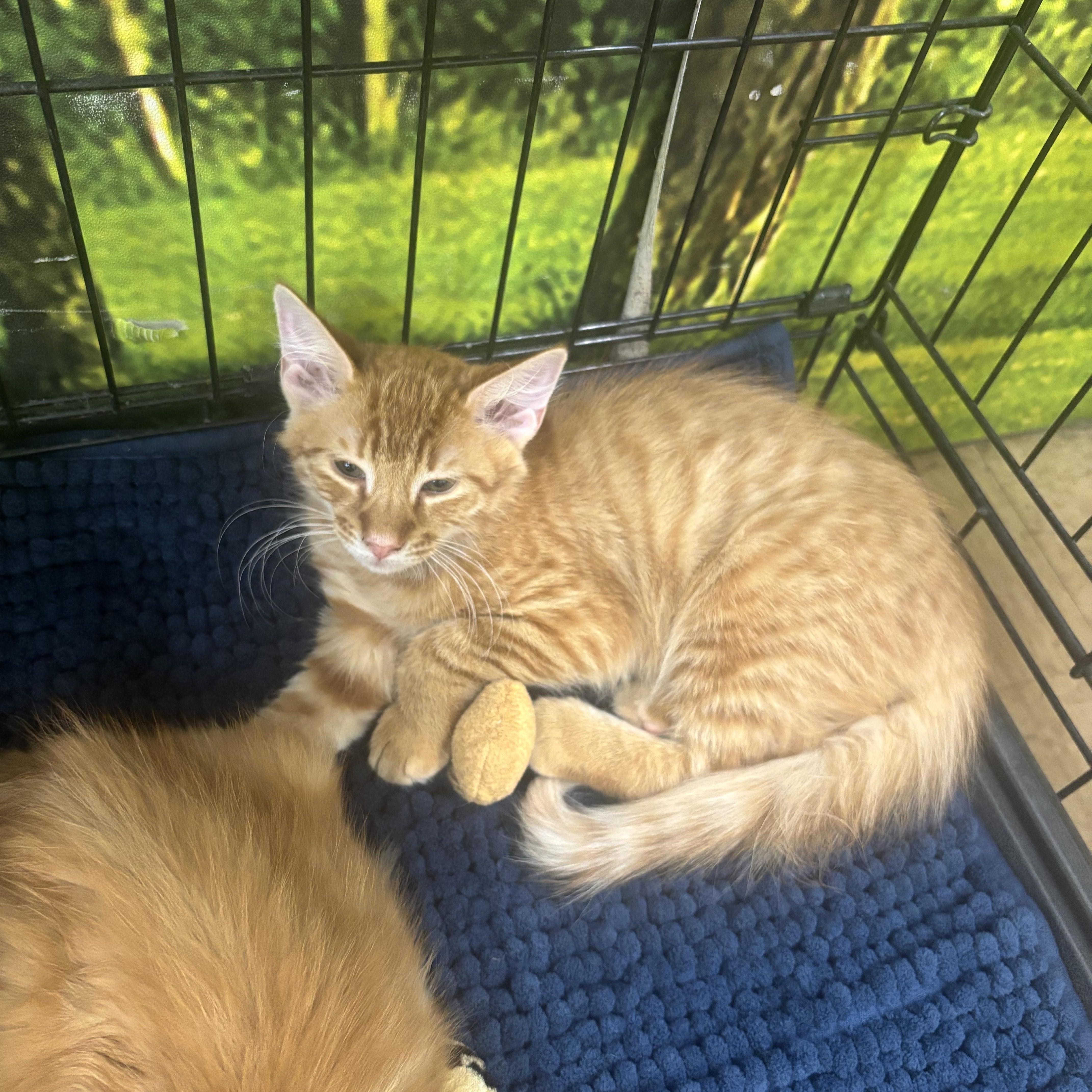 Enlarge Remy Martin, a ADOPTABLE Domestic Medium Hair in Statesboro, GA image 2/2