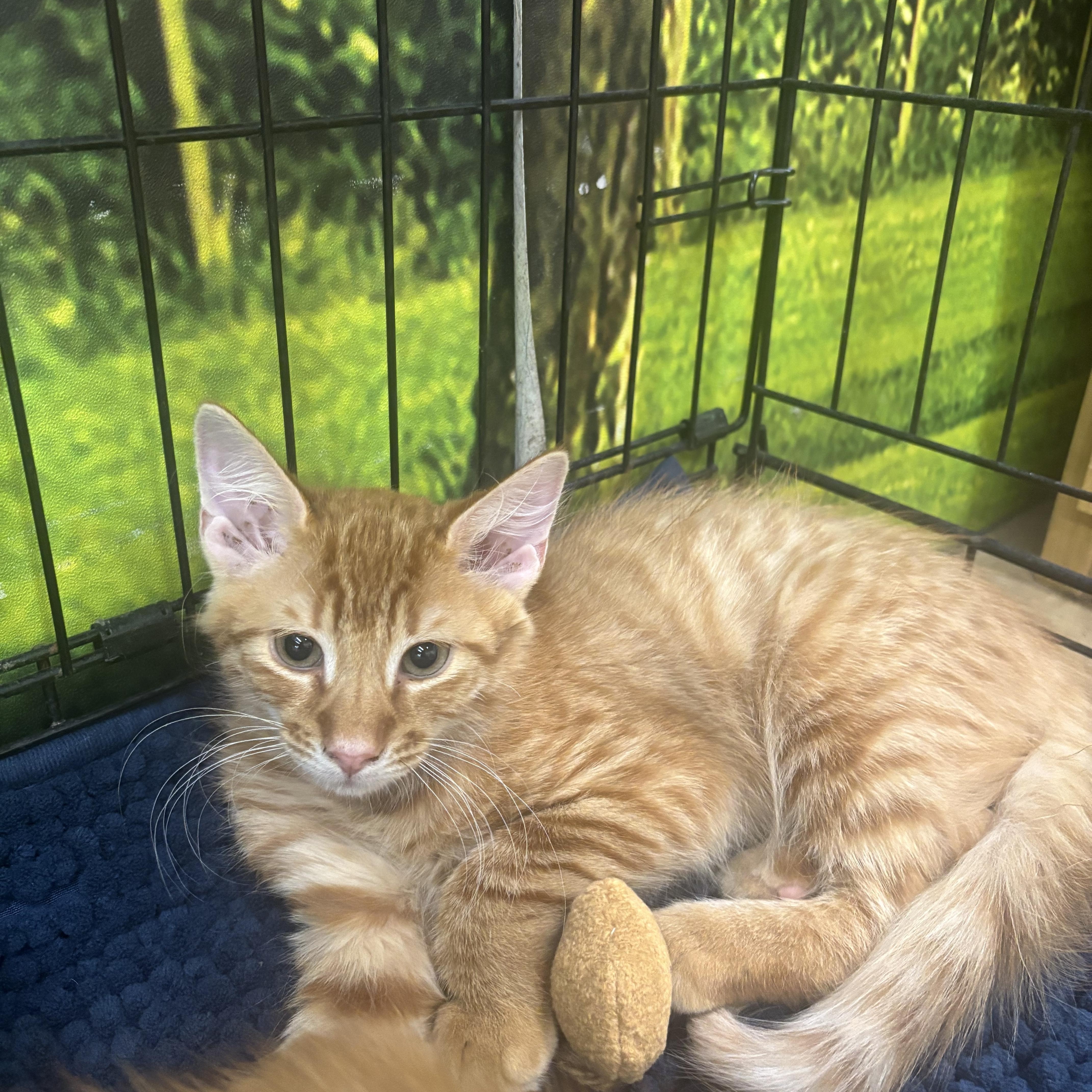 Remy Martin, ADOPTABLE, Kitten Male Domestic Medium Hair.