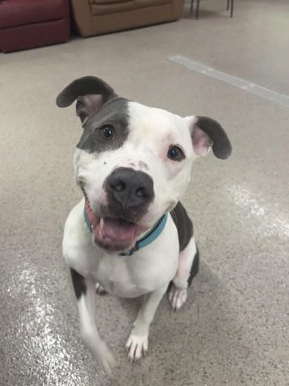 Apollo, Adoptable, Adult Male Pit Bull Terrier & Mixed Breed.