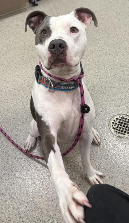 Enlarge Apollo, a Adoptable mixed breed in Fishers, IN image 1/3
