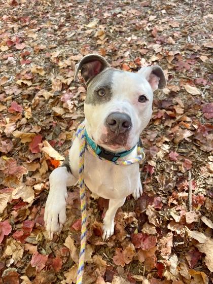 Enlarge Apollo, a Adoptable mixed breed in Fishers, IN image 3/3