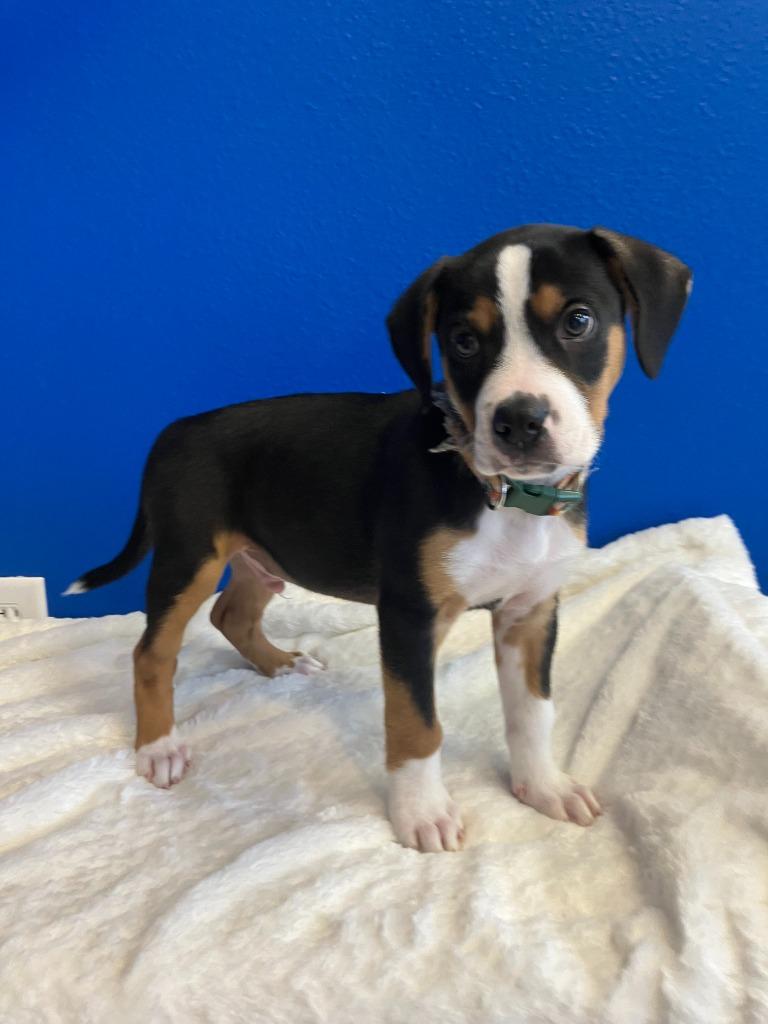 Hudson, adopted, Young Male Mixed Breed.