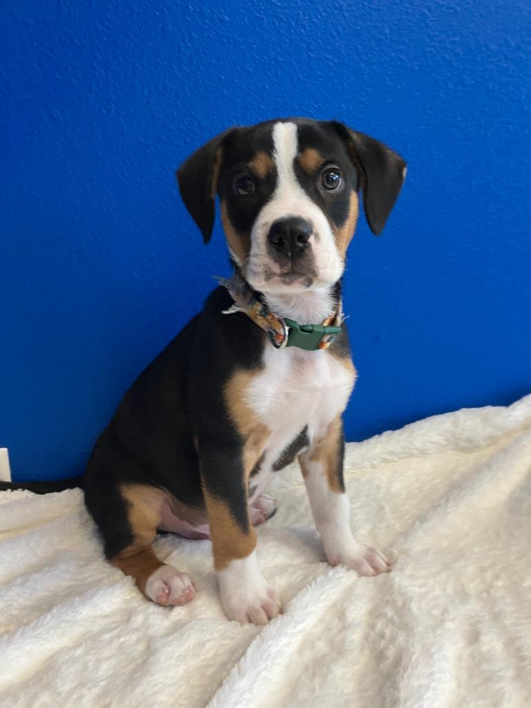 Enlarge Hudson, an adopted mixed breed in Tyler, TX image 2/2