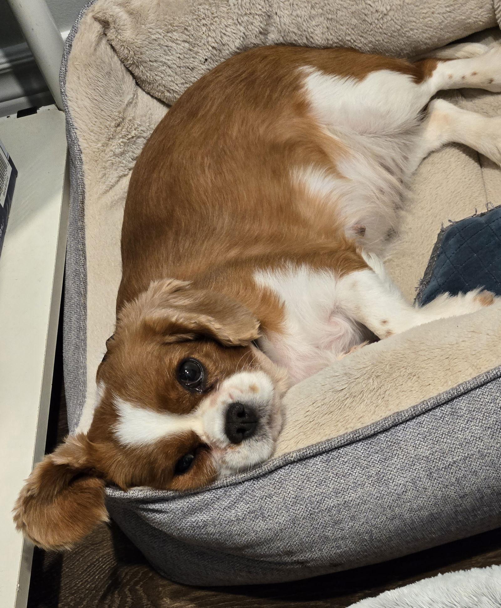 Enlarge Dumpling 4279, a Adopted Cavalier King Charles Spaniel in Pickering, ON image 1/3