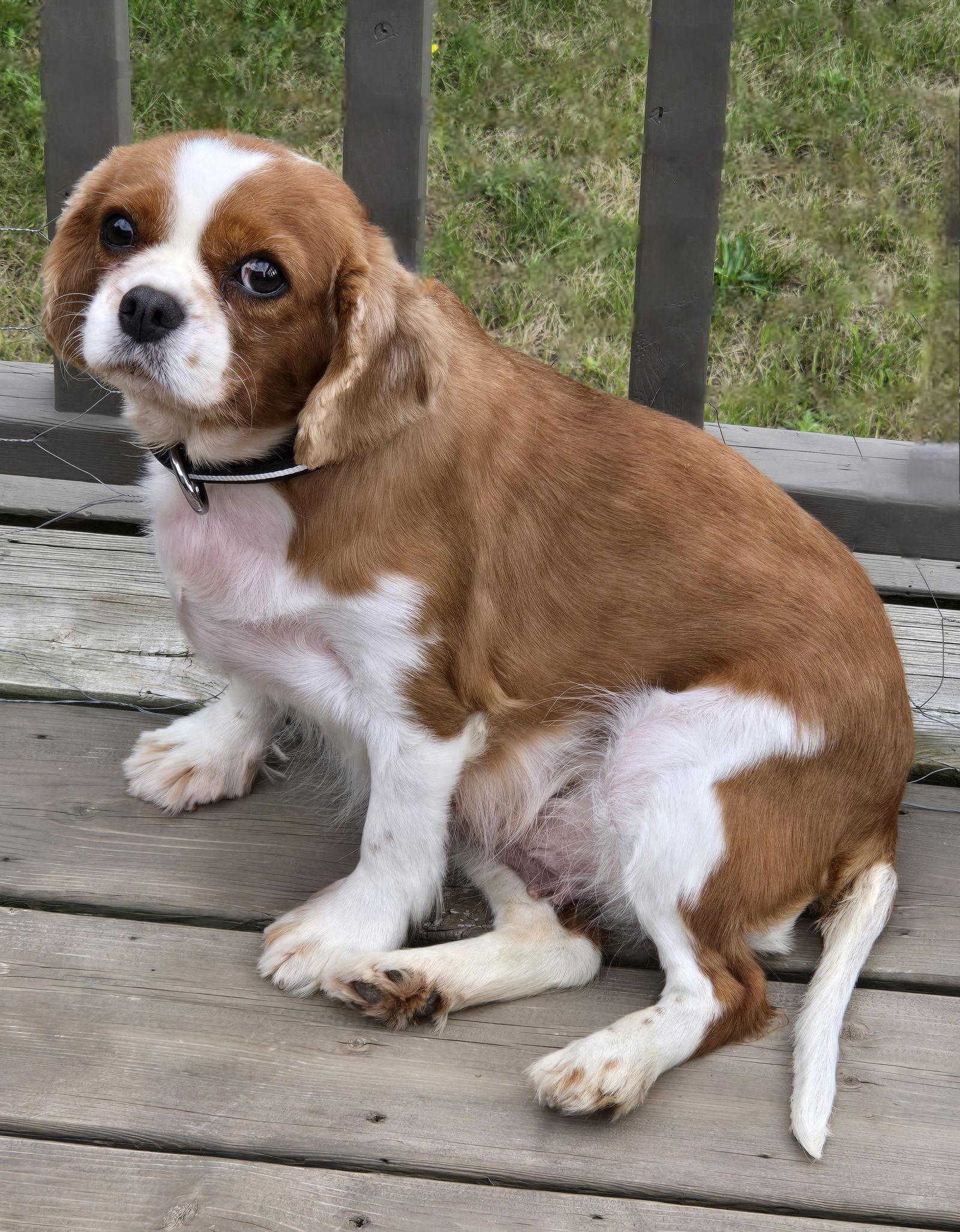 Enlarge Dumpling 4279, a Adopted Cavalier King Charles Spaniel in Pickering, ON image 2/3