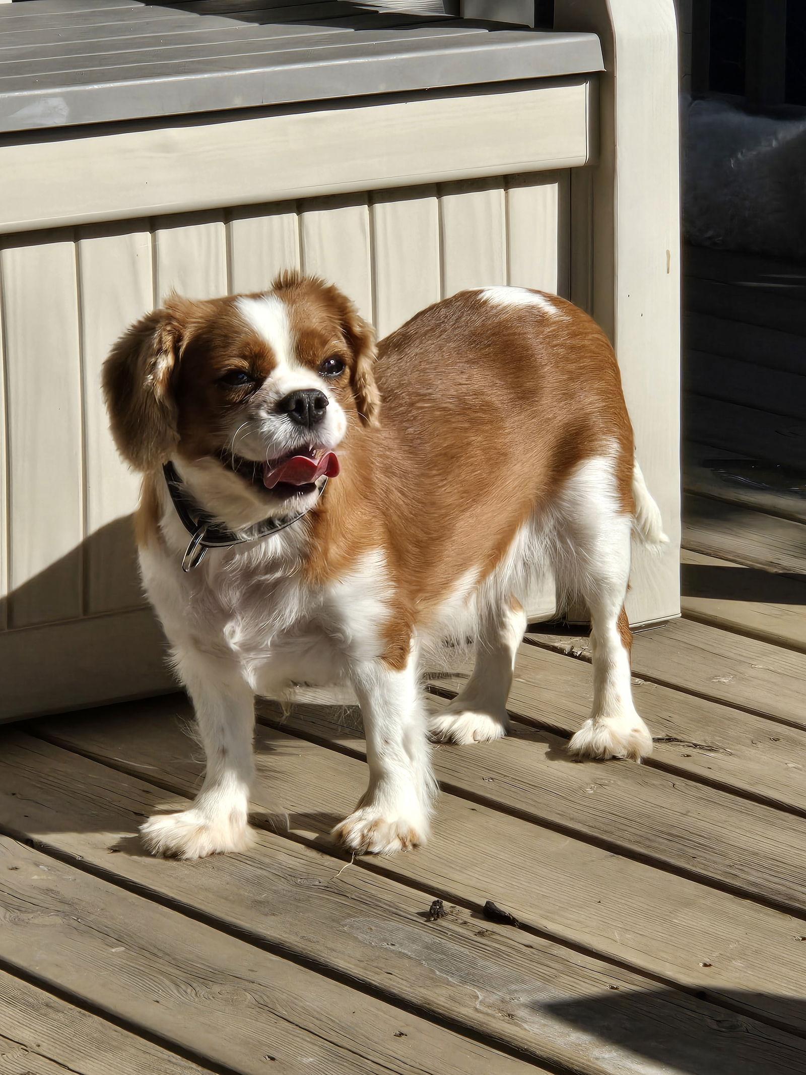 Enlarge Dumpling 4279, a Adopted Cavalier King Charles Spaniel in Pickering, ON image 3/3