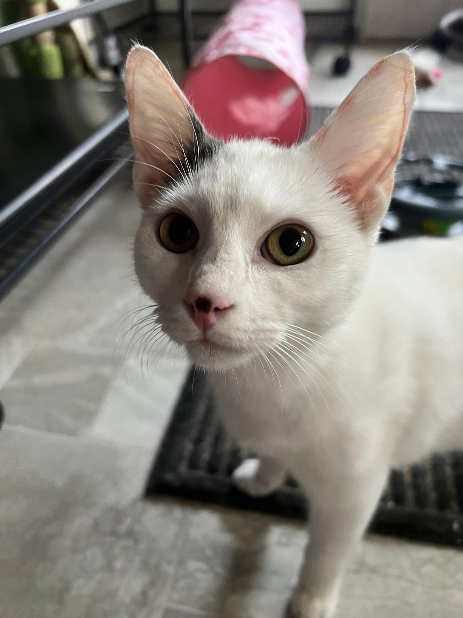 Pickle, ADOPTABLE, Young Male Domestic Short Hair.