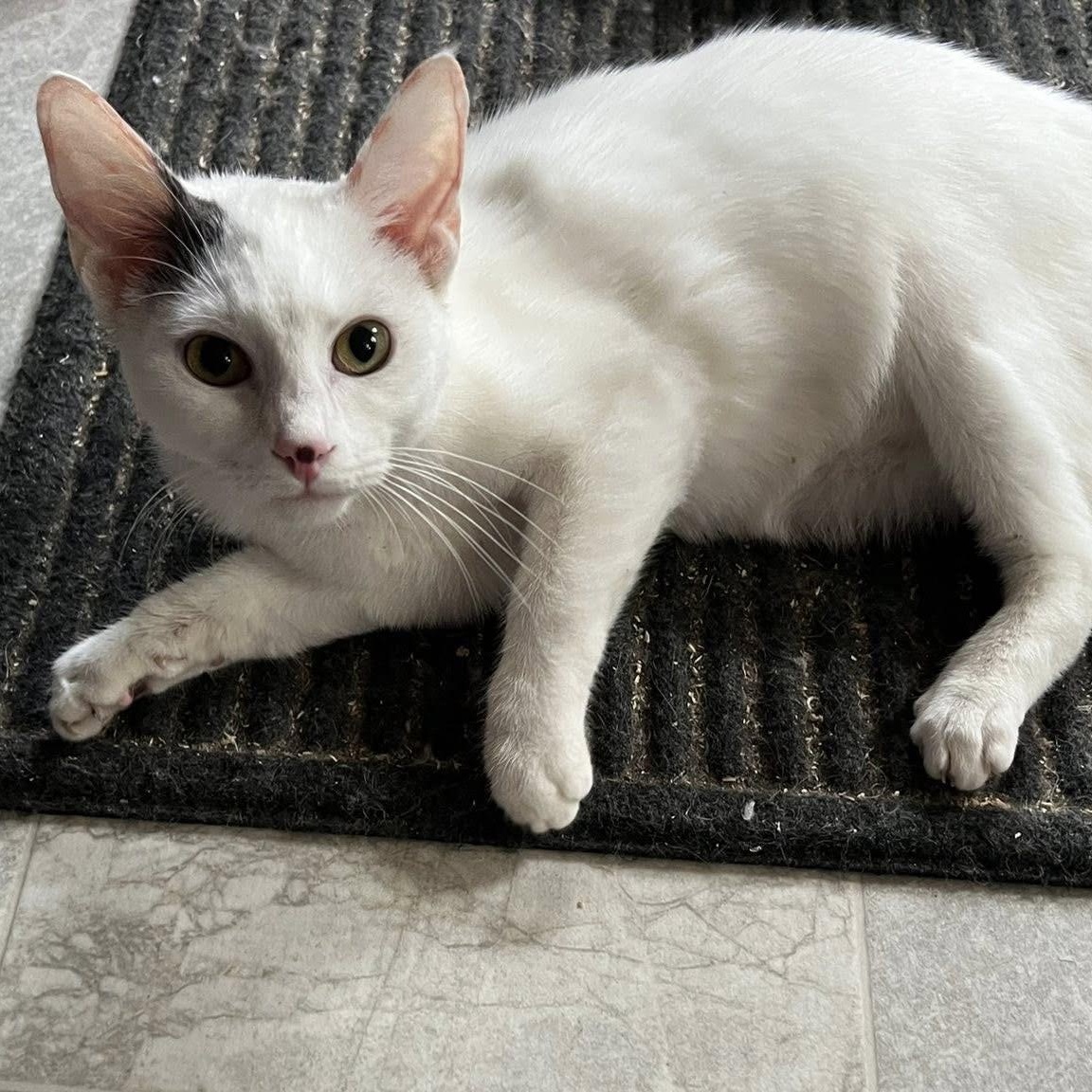 Pickle, ADOPTABLE, Young Male Domestic Short Hair.