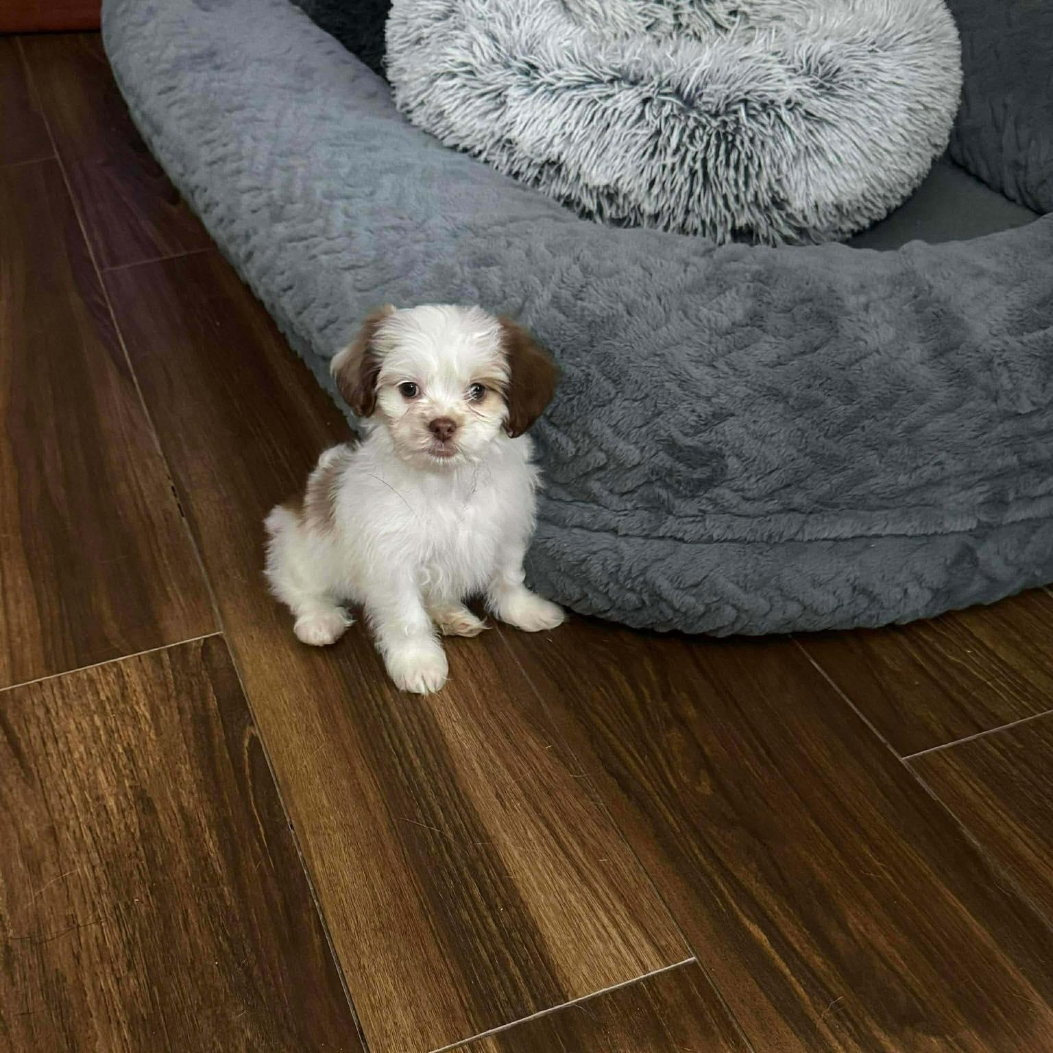 Wonder , adopted, Puppy Male Shih Tzu.