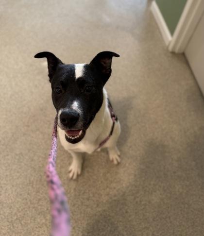 Pax, a Adoptable mixed breed in Harbor Springs, MI image 1/2