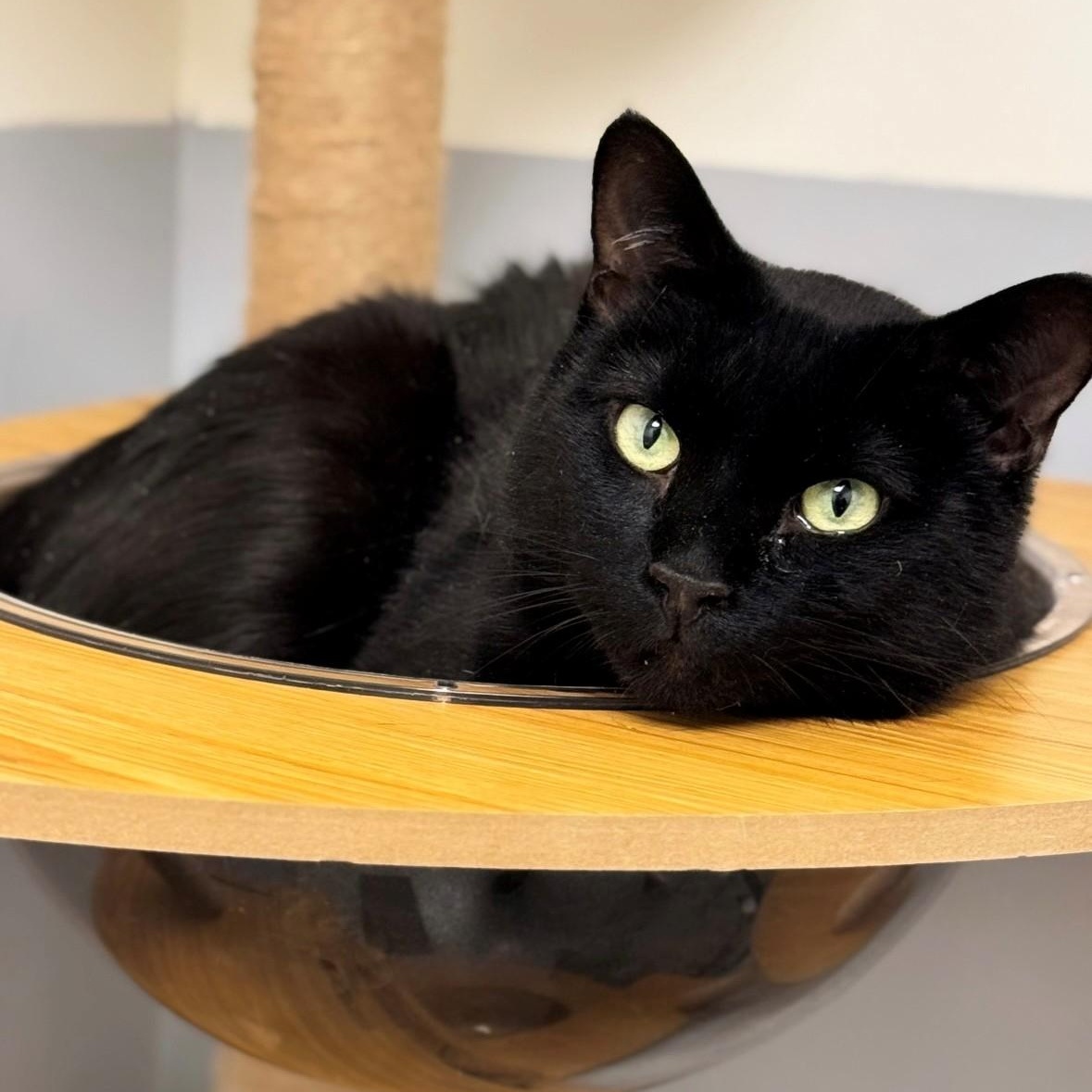Blackie, ADOPTABLE, Adult Male Domestic Short Hair.