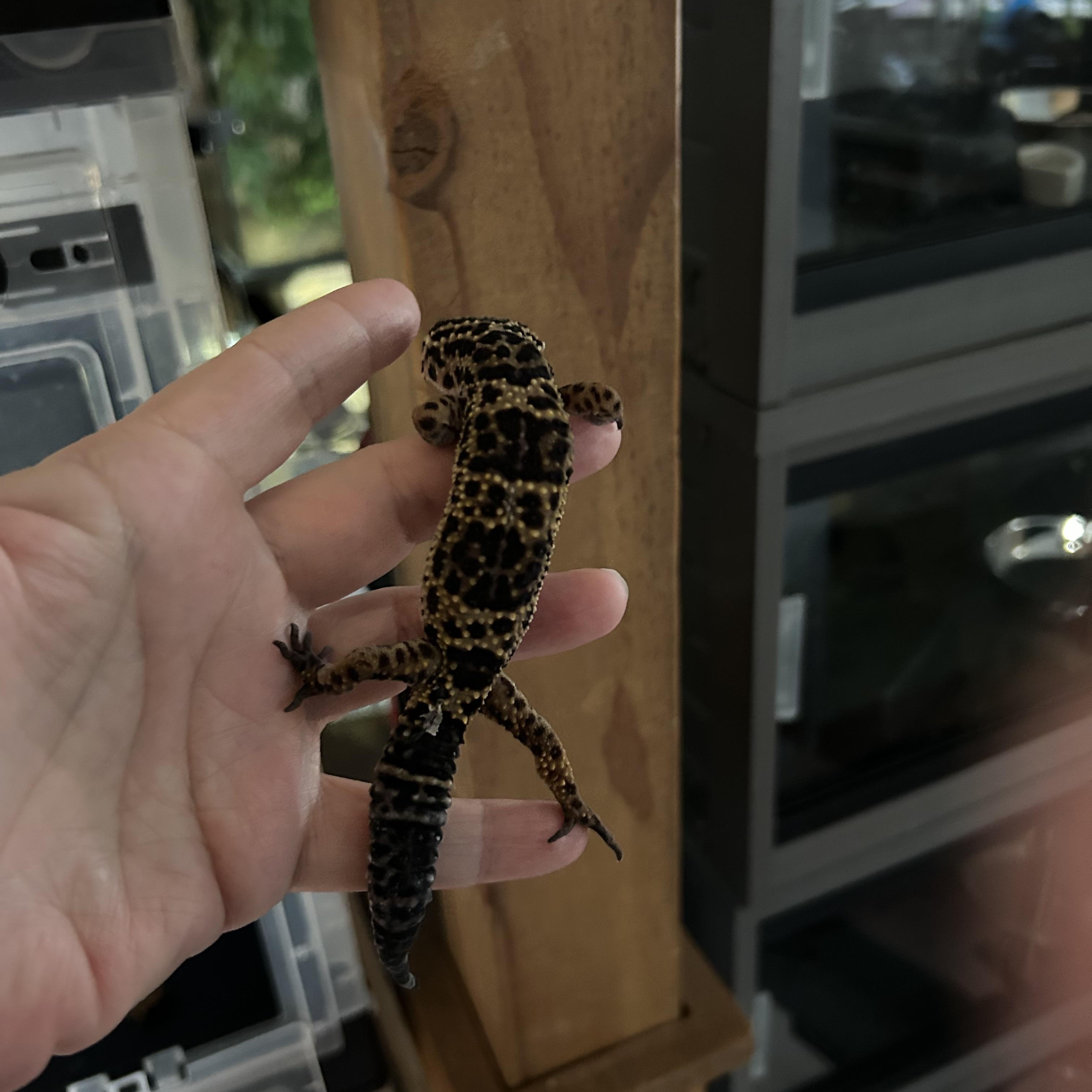 Leopard Gecko Chili , a Adoptable Gecko in Concord, CA image 2/2