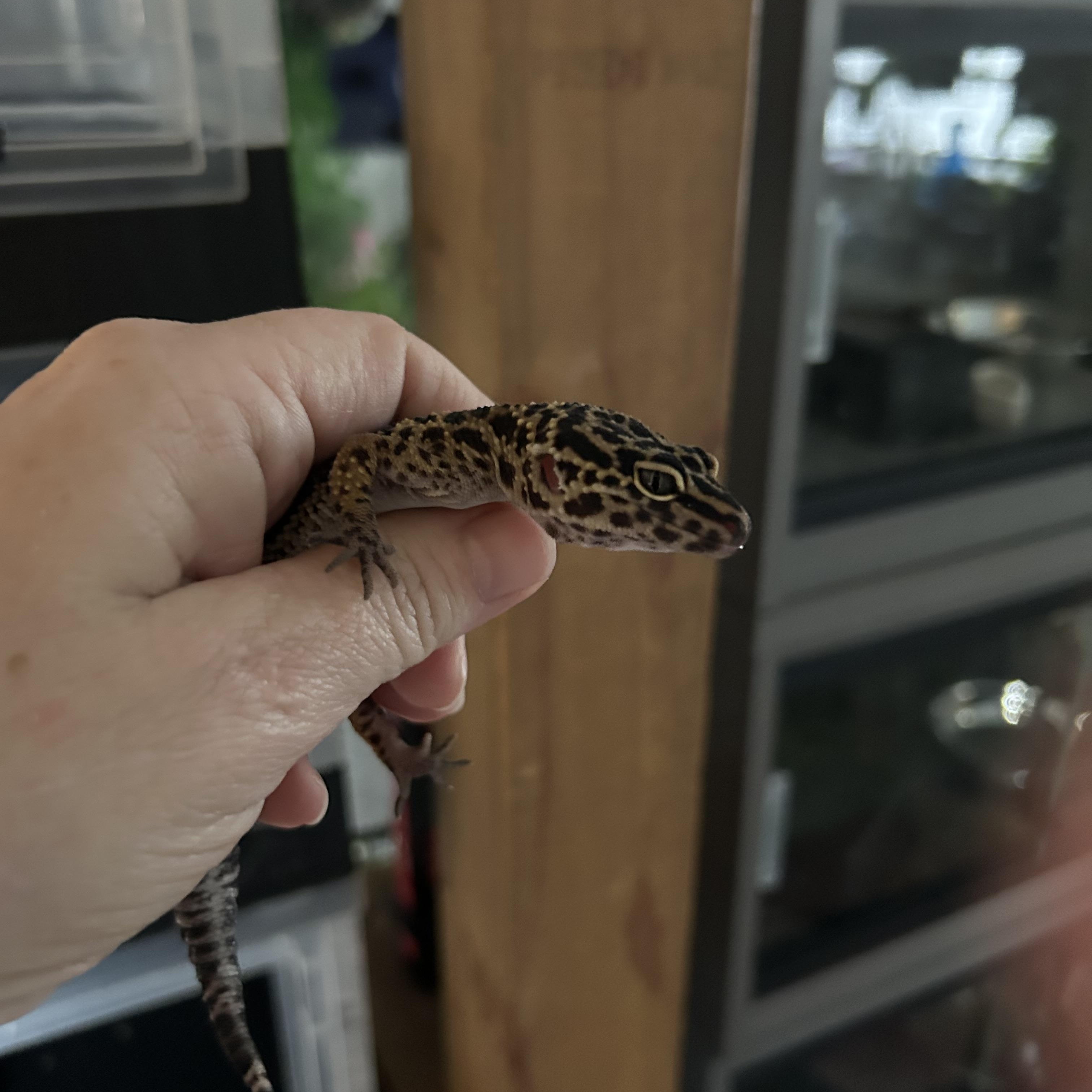 Leopard Gecko Chili , Adoptable, Young Unknown Gecko.