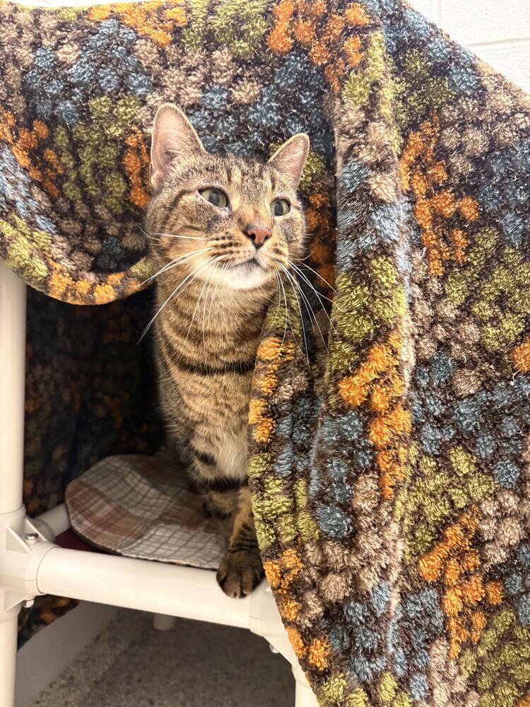 Enlarge Gregory, a Adoptable Domestic Short Hair in Bowling Green, OH image 2/2