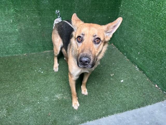 Enlarge DINAH, a Adoptable mixed breed in Lancaster, CA image 1/1