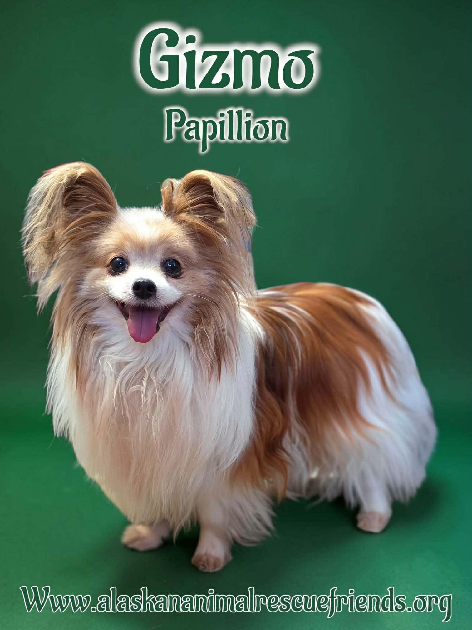 Gizmo, Adoptable, Adult Male Papillon.