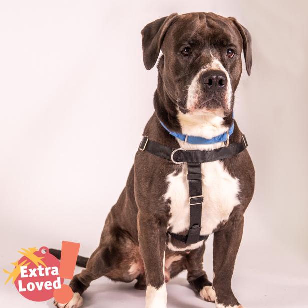 Waylin, Adoptable, Adult Male Mixed Breed.