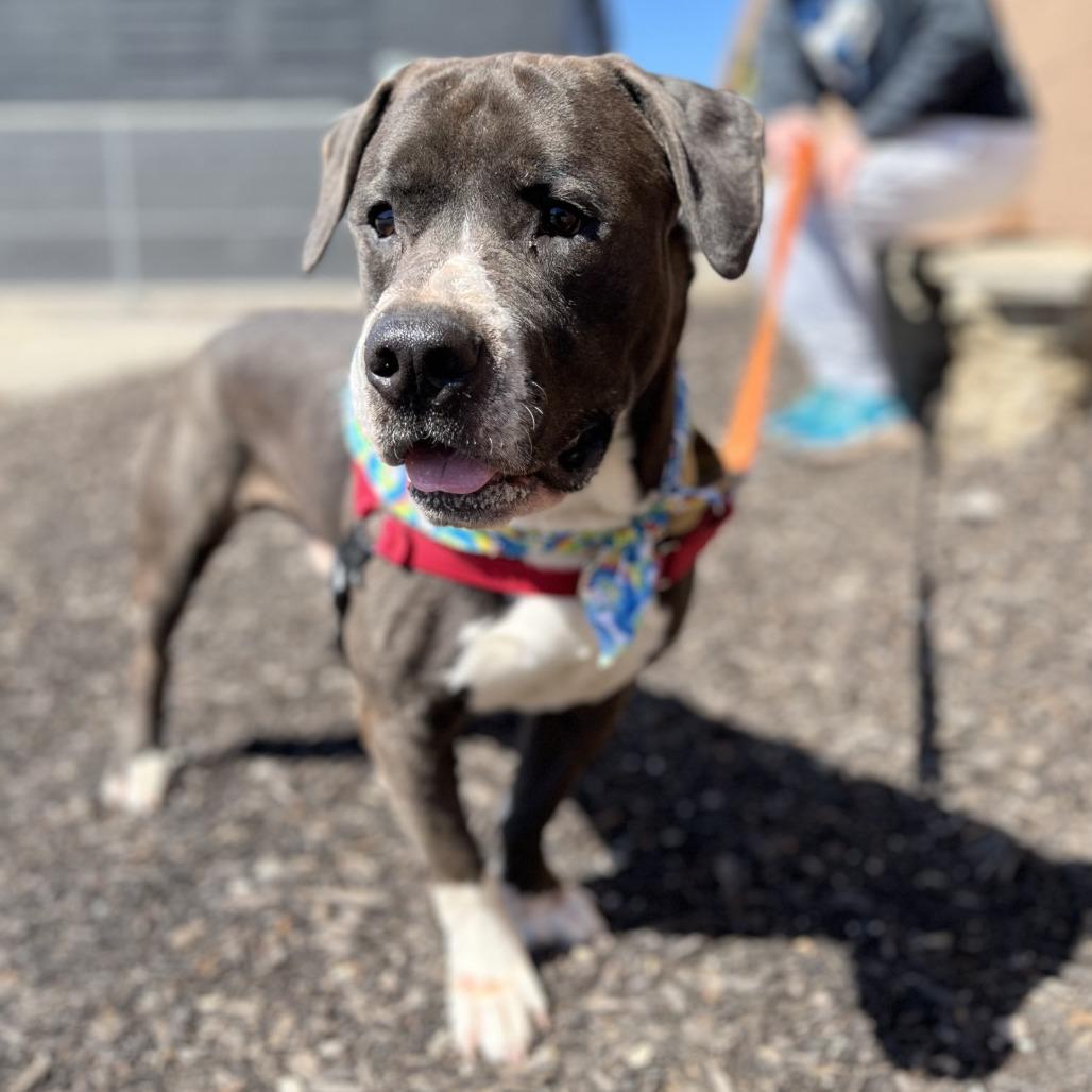 Waylin, Adoptable, Adult Male Mixed Breed.