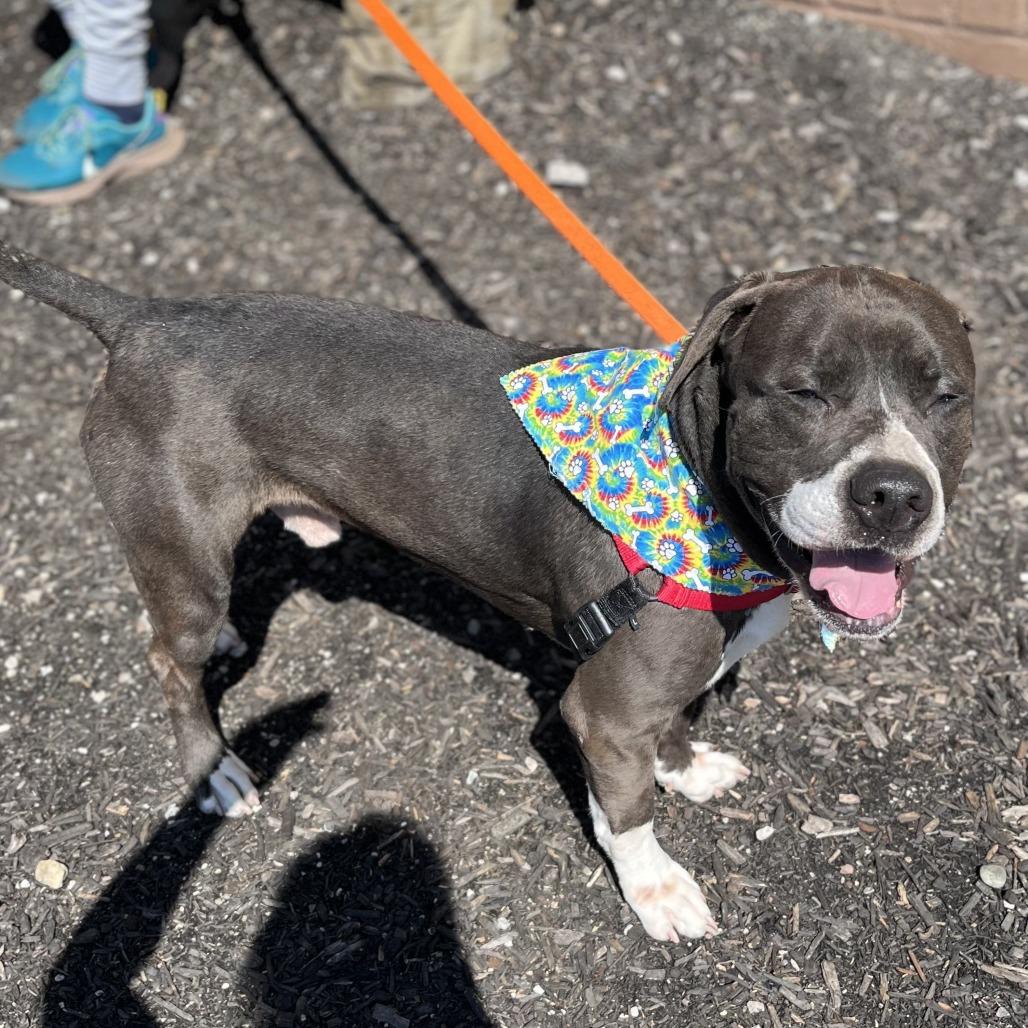 Enlarge Waylin, a Adoptable Mixed Breed in Pittsburgh, PA image 2/6