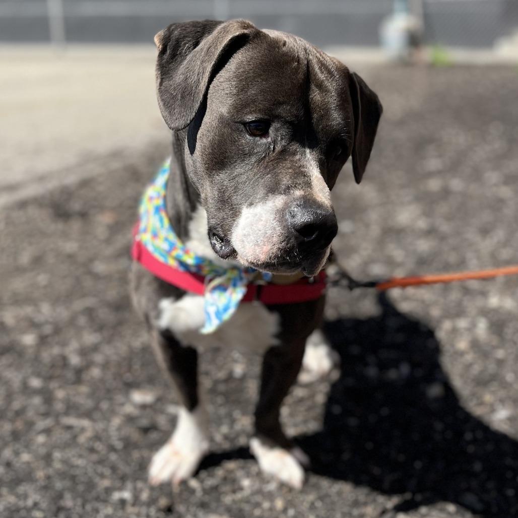 Enlarge Waylin, a Adoptable Mixed Breed in Pittsburgh, PA image 3/6
