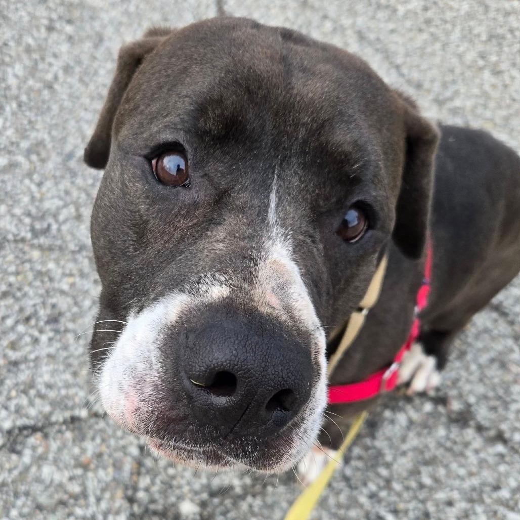 Waylin, Adoptable, Adult Male Mixed Breed.