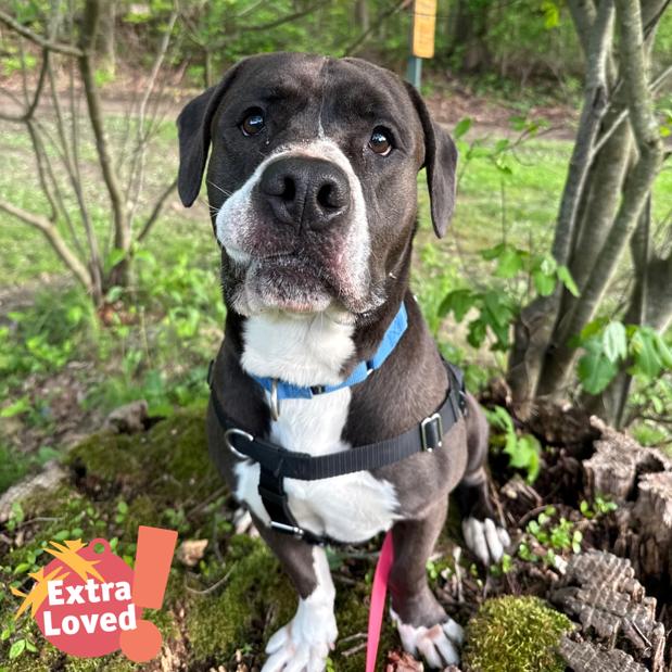 Enlarge Waylin, a Adoptable Mixed Breed in Pittsburgh, PA image 5/6