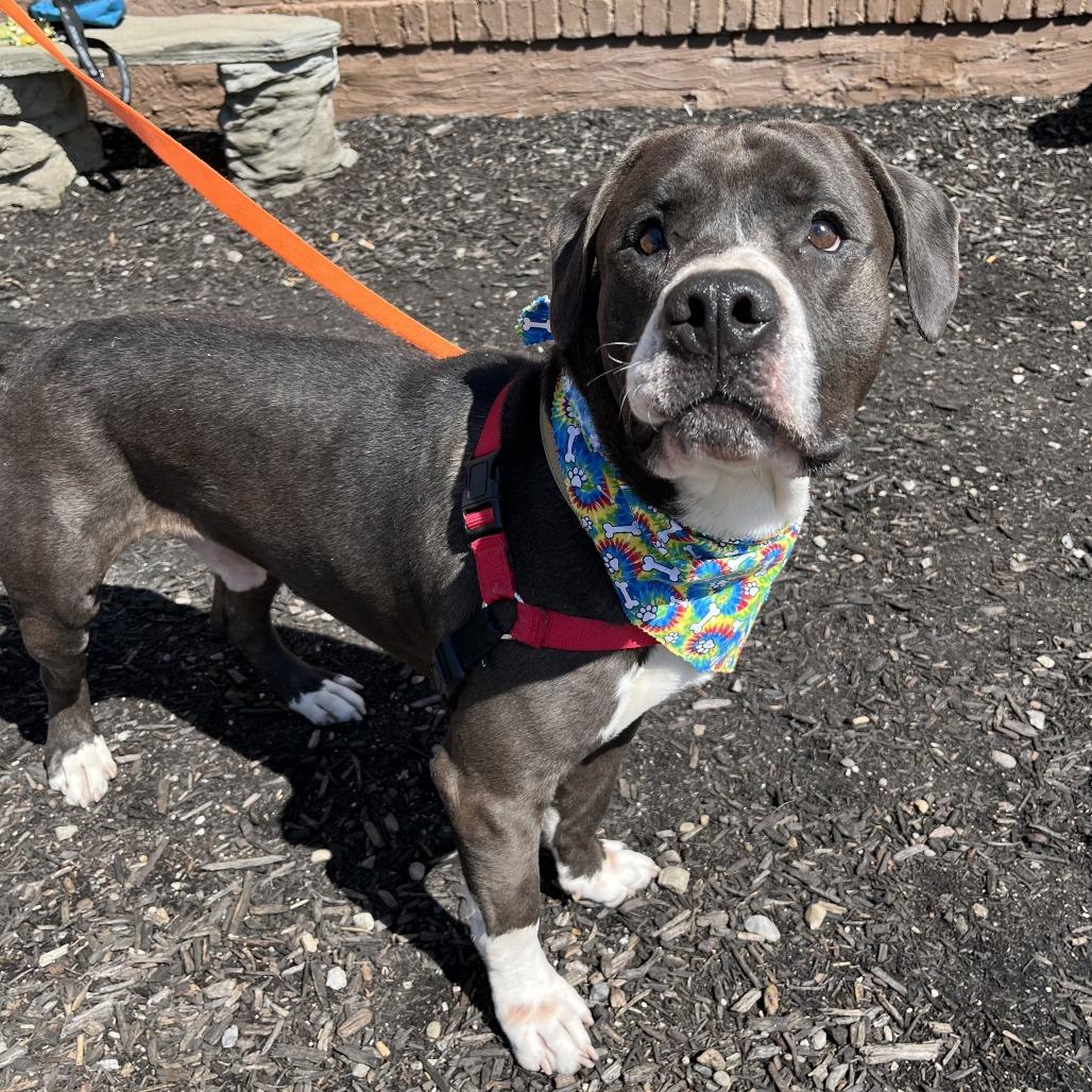 Enlarge Waylin, a Adoptable Mixed Breed in Pittsburgh, PA image 6/6