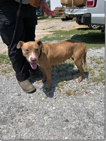 Ember Sweet Pocket Bully Girl 35 perfect pounds! Kids, Cats and Dogs, a Adoptable mixed breed in Charlottesville, VA image 2/3