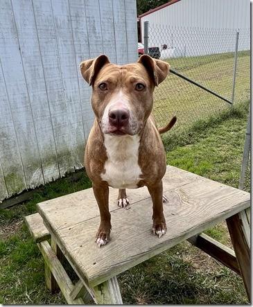 Ember Sweet Pocket Bully Girl 35 perfect pounds! Kids, Cats and Dogs, a Adoptable mixed breed in Charlottesville, VA image 3/3
