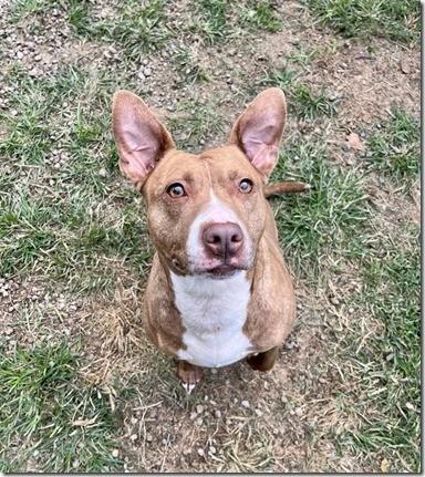 Ember Sweet Pocket Bully Girl 35 perfect pounds!  Kids, Cats and Dogs