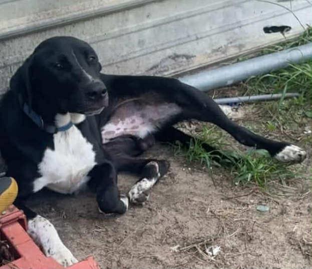 Duke Lab, a Adoptable Labrador Retriever in Panama City, FL image 3/4
